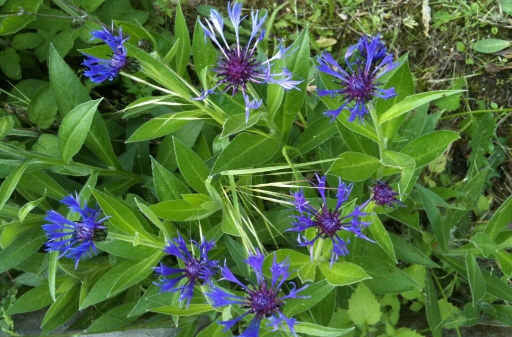 Fleurs du jardin