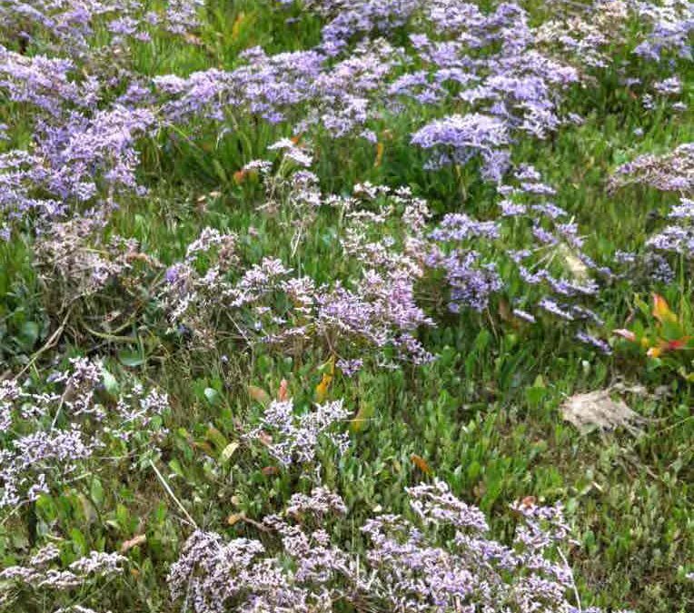 Beauté du lilas de mer