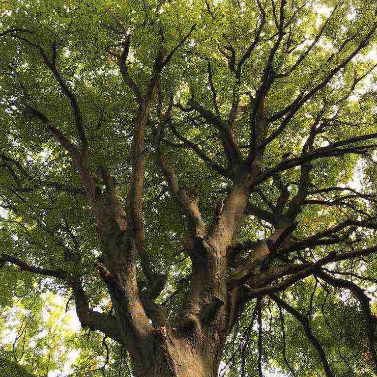 Magie des arbres au Bois de Cise, lesbeauxjours en Baie de Somme, Chambres & Tables d'hôtes