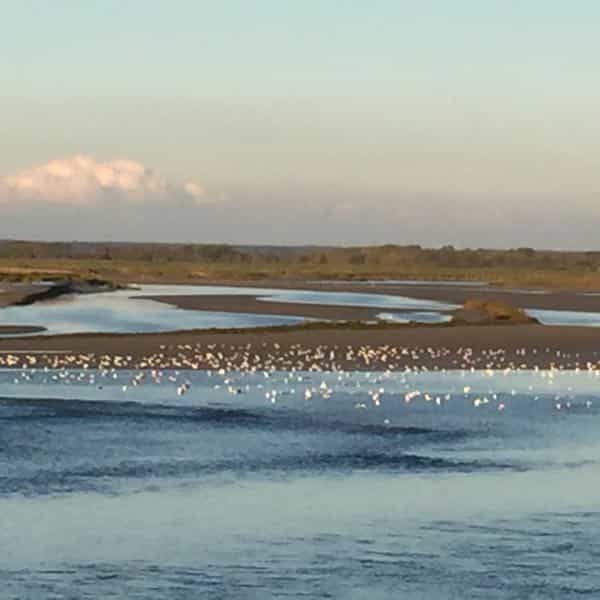 oiseaux survolants la somme, les beaux jours en Baie de Somme, chambres d'hôtes oiseaux survolants la somme, les beaux jours en Baie de Somme, chambres d'hôtes