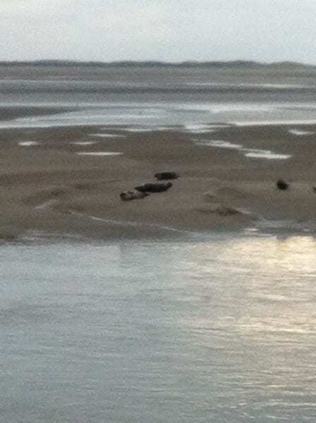 Phoques à Berck sur Mer en Baie d'Authie les beaux jours en Baie de Somme