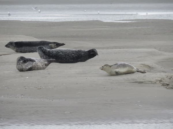 bébés phoques veaux marins sur la plage en Baie d'Authie, les beaux jours en Baie de Somme