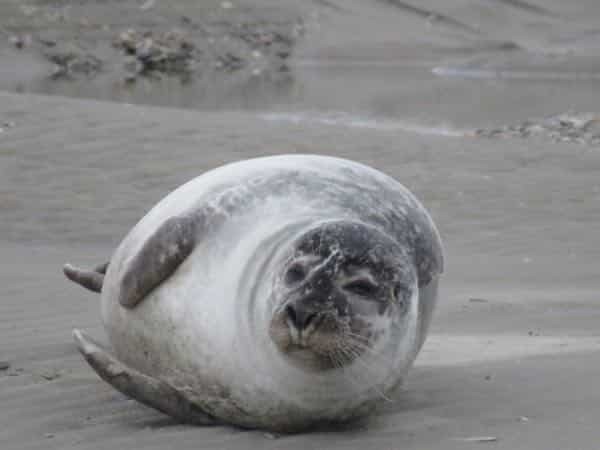 phoque gris adulte sur la plage en Baie d'Authie, les beaux jours en Baie de Somme