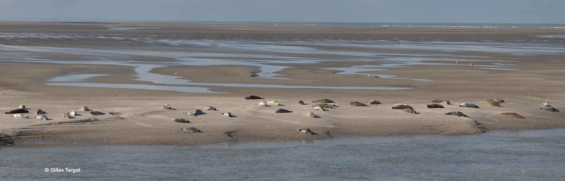 Où voir les phoques en Baie de Somme, les beaux jours en Baie de Somme © Gilles Targat