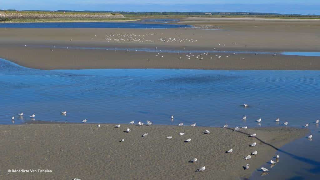 Traverser avec un guide la Baie de Somme. les beaux jours en Baie de Somme. 