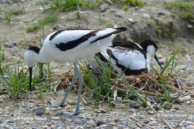 Couple d'avocettes élégantes nichant au Parc du Marquenterre