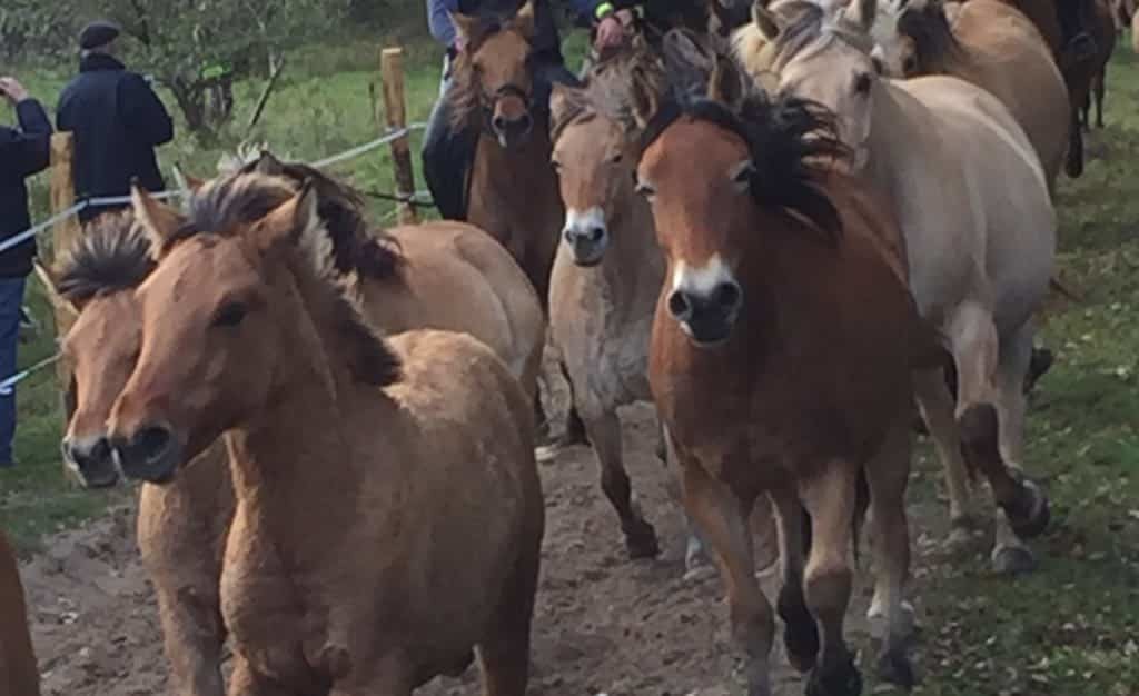 Chevaux Henson au galop lors de la Trans'Henson 