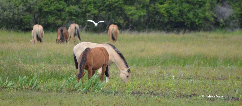 Chevaux Henson en liberté dans le parc du Marquenterre