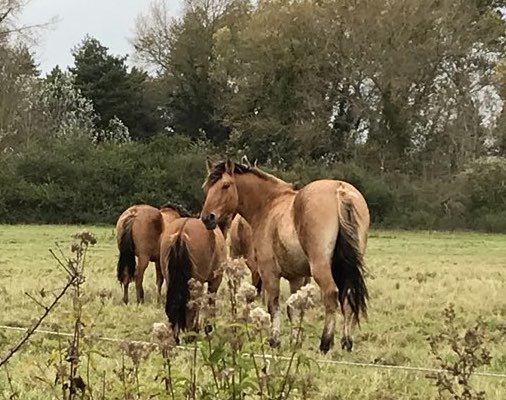 le Henson : le cheval de la Baie de Somme