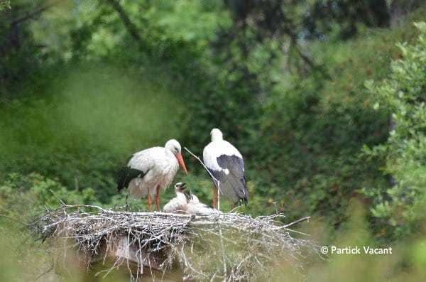 Cigognes au Parc du Marquenterre, votre séjour en Baie de Somme - lesbeauxjours, Chambres & Tables d'hôtes