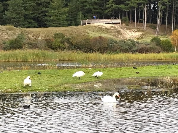 Cygnes et foulques au Parc du Marquenterre Cygnes et foulques au Parc du Marquenterre