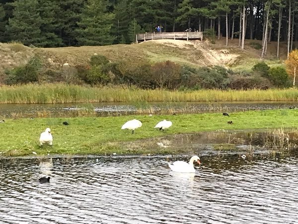 Cygnes et foulques au Parc du Marquenterre 