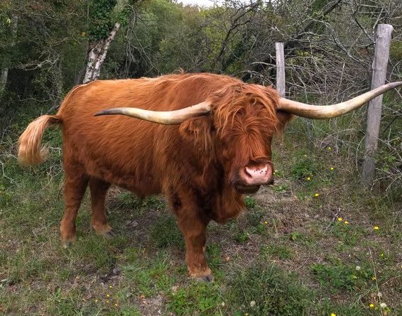 Vache highland en Baie de Somme