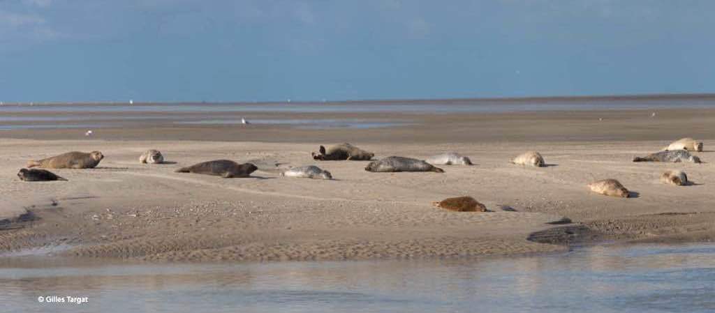 phoques en Baie de Somme sur un banc de sable, les beaux jours en Baie de Somme