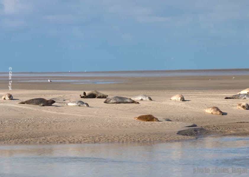 Observez les phoques en baie de Somme