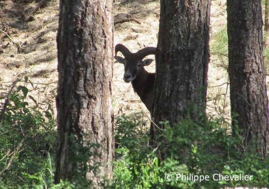 mouflon en baie de Somme